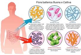 Schema del microbiota intestinale e delle principali comunità batteriche nel tratto digerente. Lo studio del Microbiota è importante nella dietologia